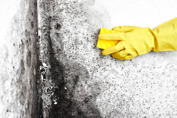 Best Residential Mold Removal  in Oasis, CA
