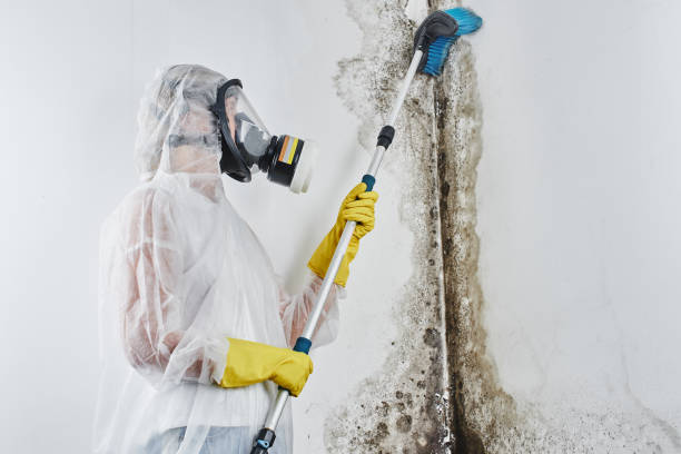 Best Residential Mold Removal  in Oasis, CA