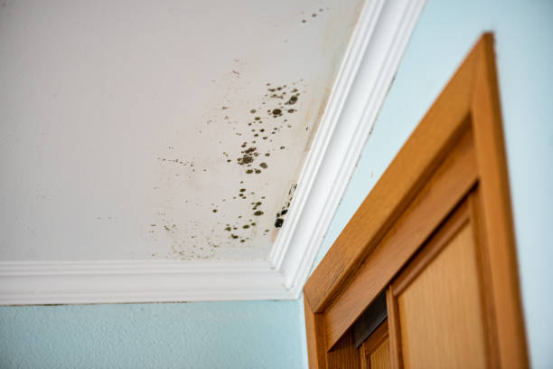 Best Emergency Mold Removal  in Oasis, CA