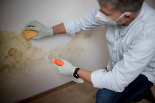 Best Office Mold Removal Services  in Oasis, CA