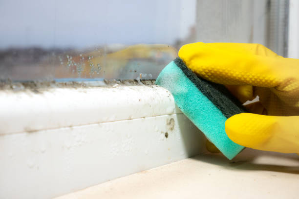 Best Black Mold Removal  in Oasis, CA