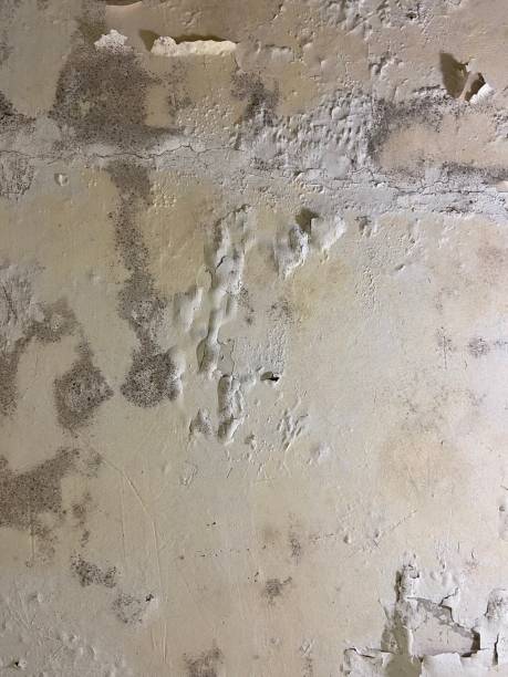 Best Crawl Space Mold Removal  in Oasis, CA