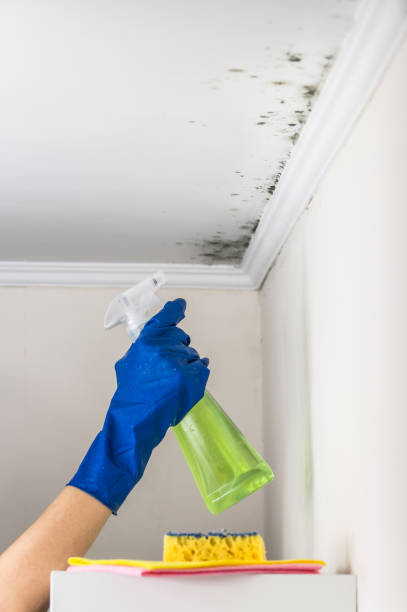 Best Emergency Mold Removal  in Oasis, CA