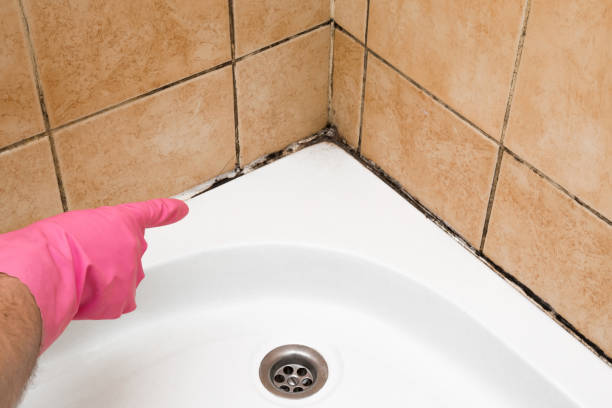 Best Commercial Mold Removal  in Oasis, CA