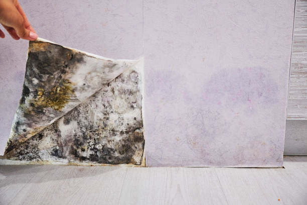 Trusted Oasis, CA Mold Removal Experts